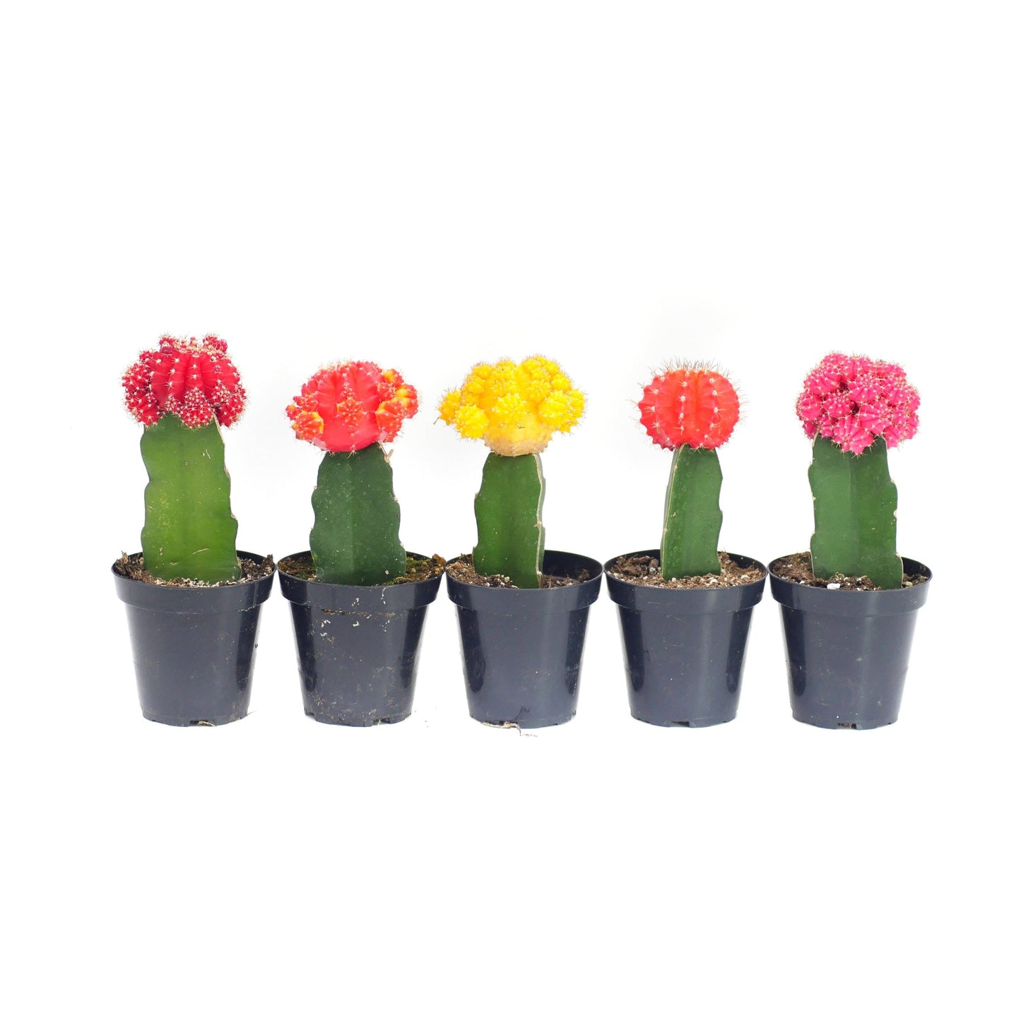 Cactus-Neon Moon 2.5in - Glass Garden Studio