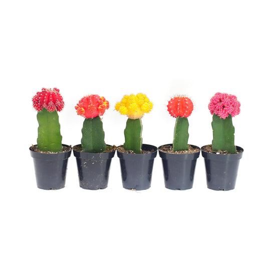 Cactus-Neon Moon 2.5in - Glass Garden Studio