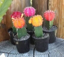 Cactus-Neon Moon 2.5in - Glass Garden Studio