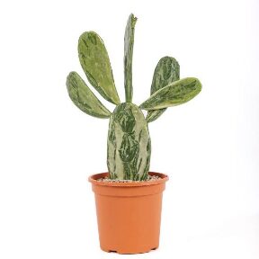 Cactus Prickly Pear Variageted-4in - Glass Garden Studio