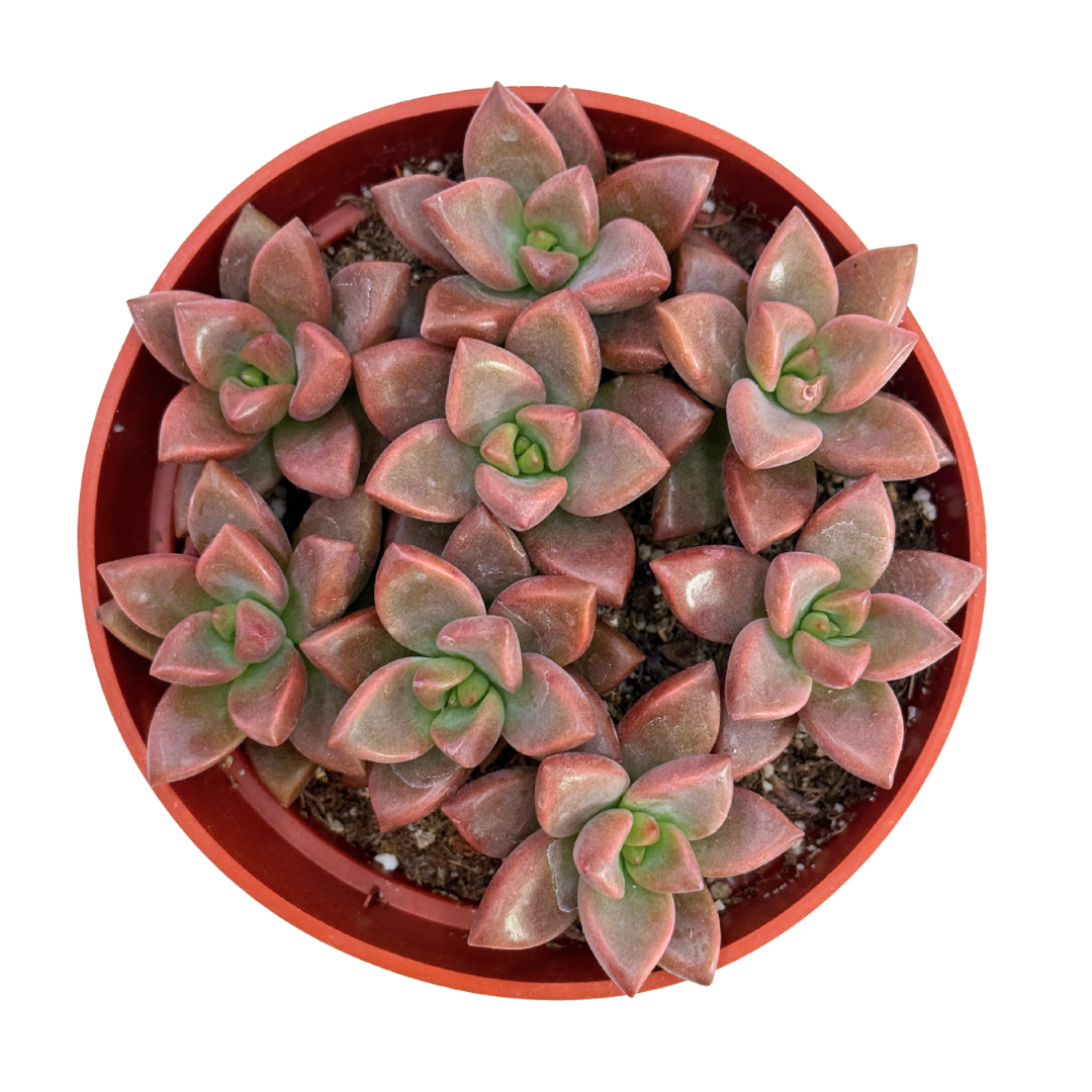 Vera Higgins Graptosedum 4In