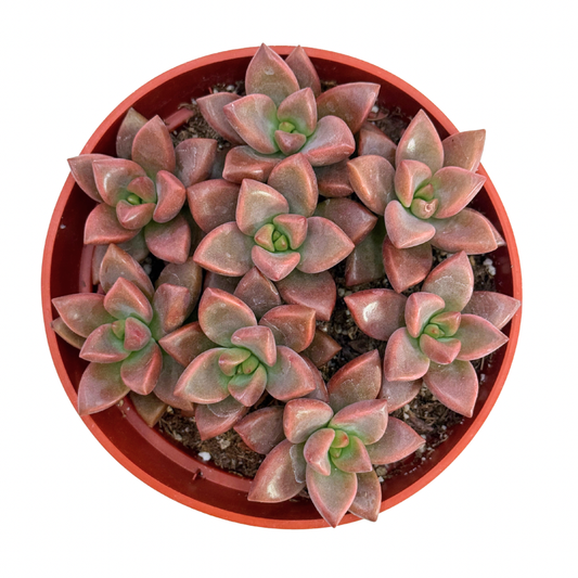 Succ Graptosedum Vera Higgins-4in