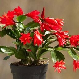 Christmas Cactus 4in - Glass Garden Studio