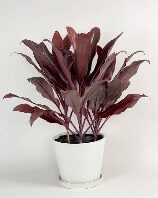 Cordyline Auntie Lou 10In - Glass Garden Studio