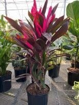 Cordyline Red sister 9in - Glass Garden Studio