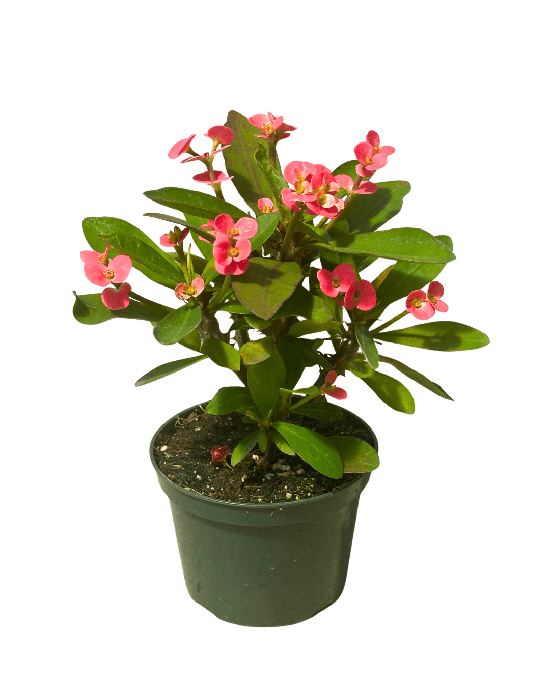 Crown Thorns Pink 5in - Glass Garden Studio