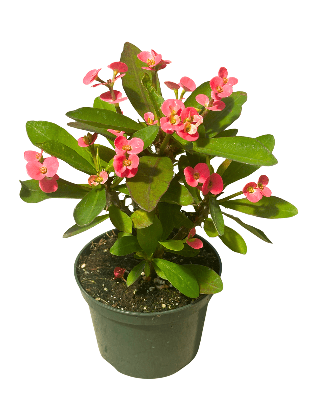 Crown Thorns Pink 5in - Glass Garden Studio