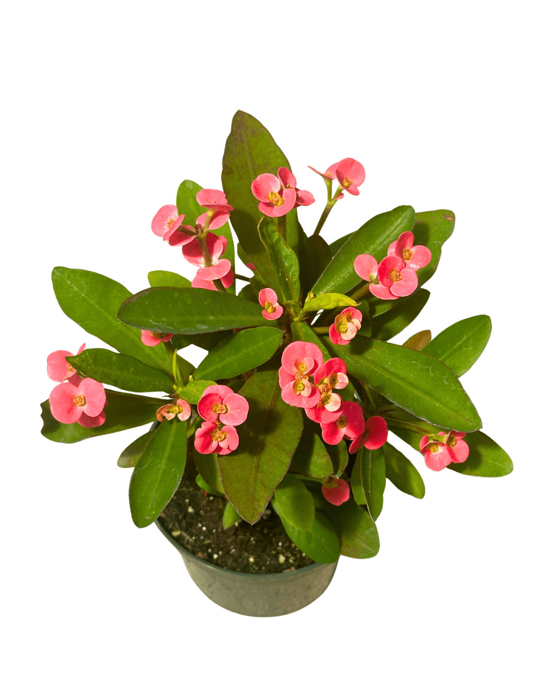 Crown Thorns Pink 5in - Glass Garden Studio