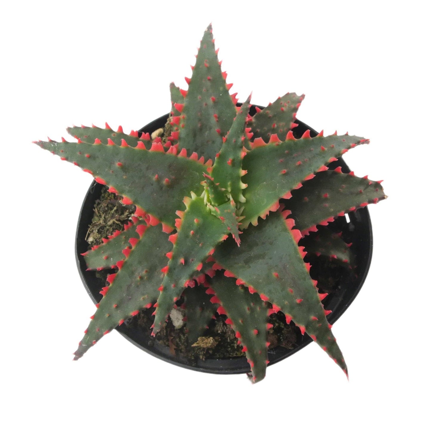 Aloe Christmas Sleigh 3 5 Inch Star Aloe Hybrid