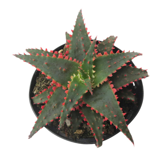 Aloe Christmas Sleigh 3 5 Inch Star Aloe Hybrid