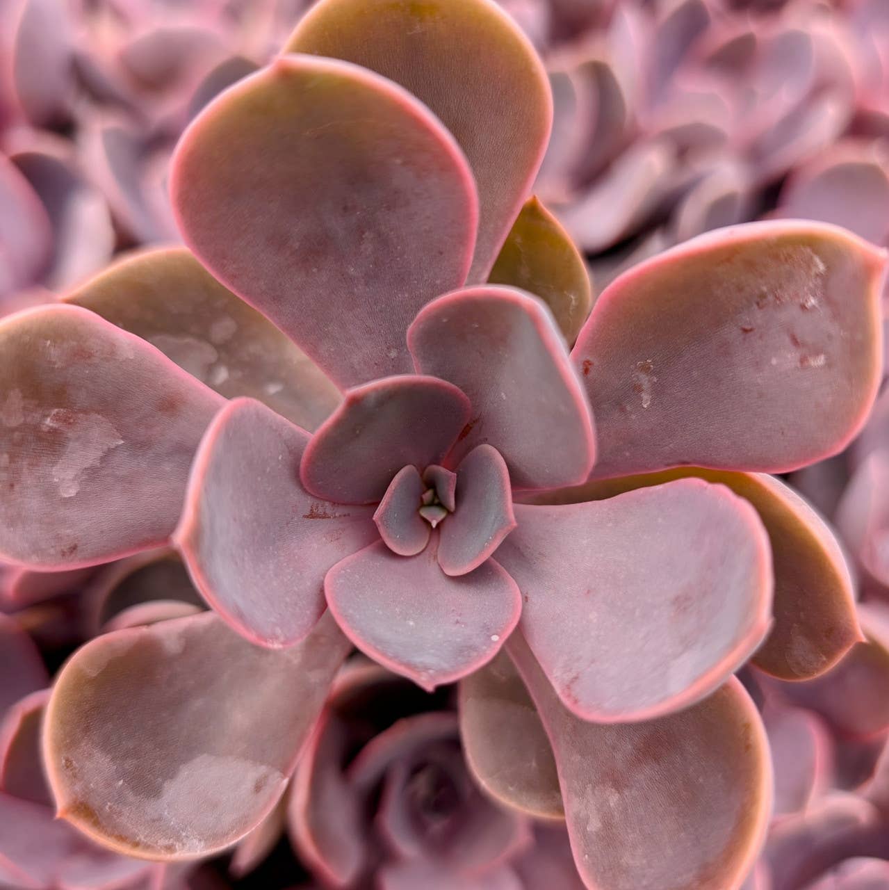 Echeveria Linn