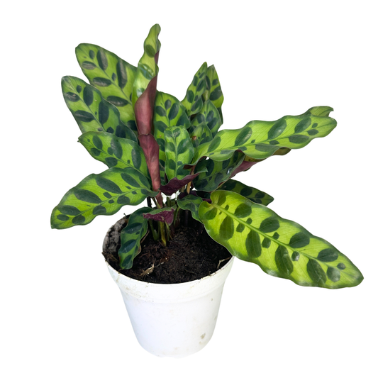 4" Calathea Rattlesnake (Calathea lancifolia) – Live Plant