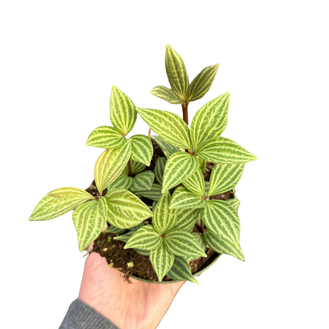 Peperomia Parallel 4In