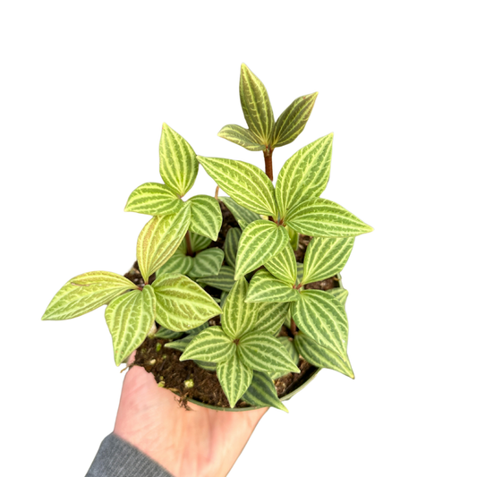 4" Peperomia Parallel (Peperomia tetraphylla) – Houseplant