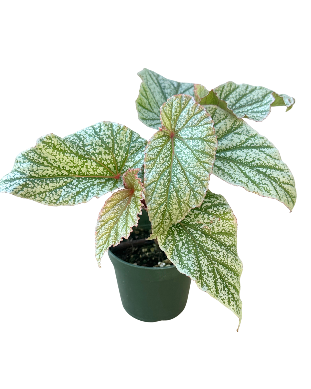 Begonia Don Miller Wholesale Live Plant 4In
