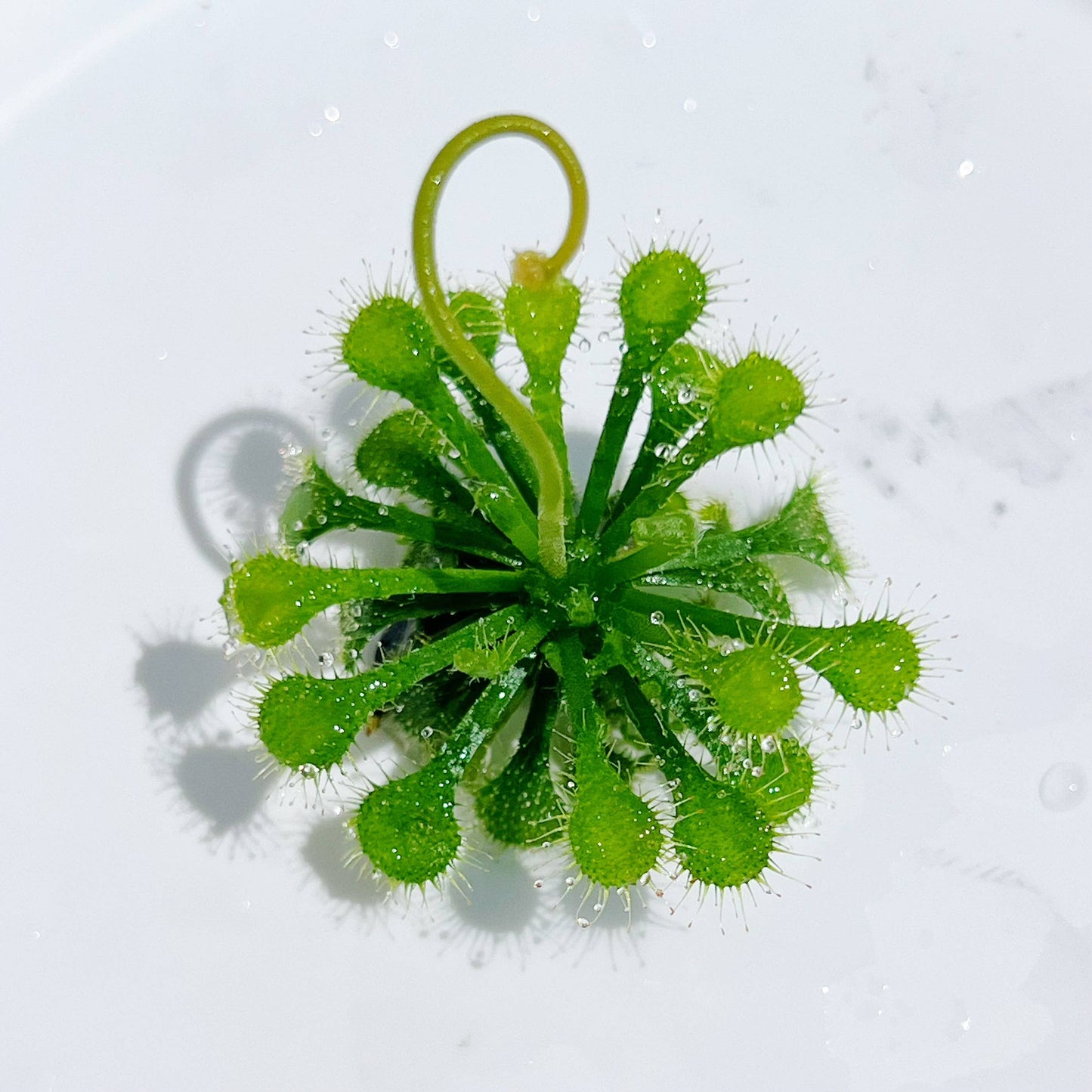 Drosera Spatulata Spoon Leaved Sundew Plant Only