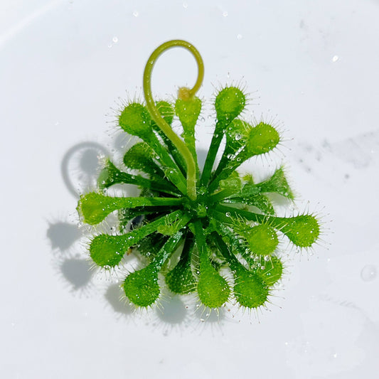 Drosera Spatulata Spoon Leaved Sundew Plant Only