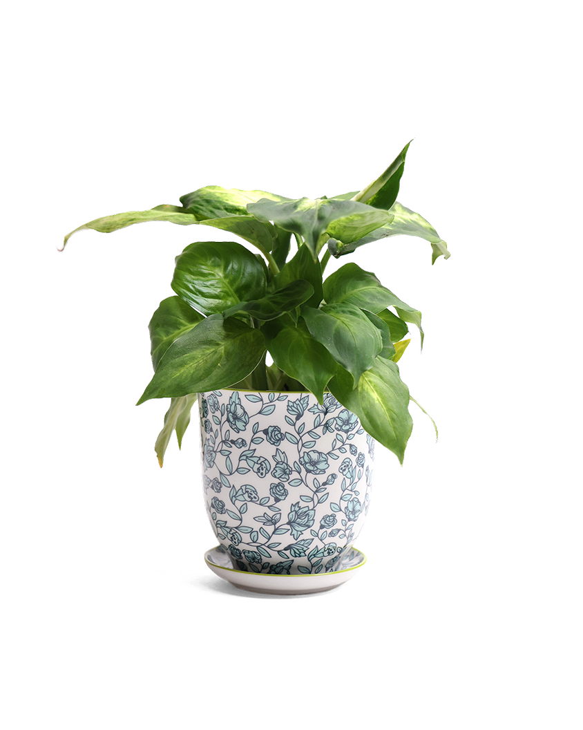 Liberte  Indoor plant pots with drainage 3 & 5 inch planter