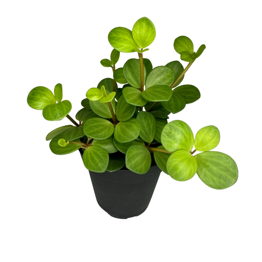 4" Peperomia Hope (Peperomia deppeana) – Live Houseplant