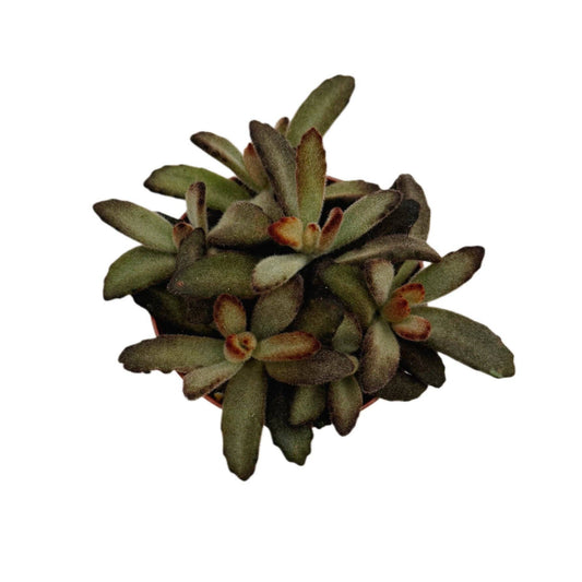 Chocolate Solider 4 Inch Kalanchoe Tomentosa