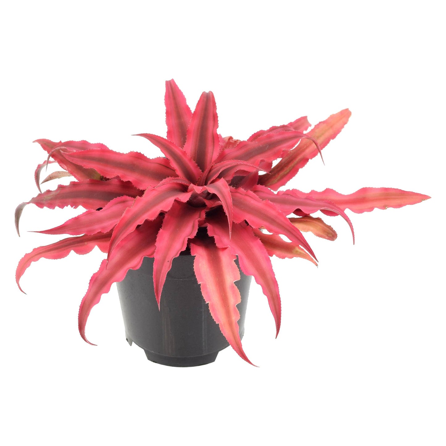Cryptanthus Super Pink Earth Star 4 In Plastic Grower Pot
