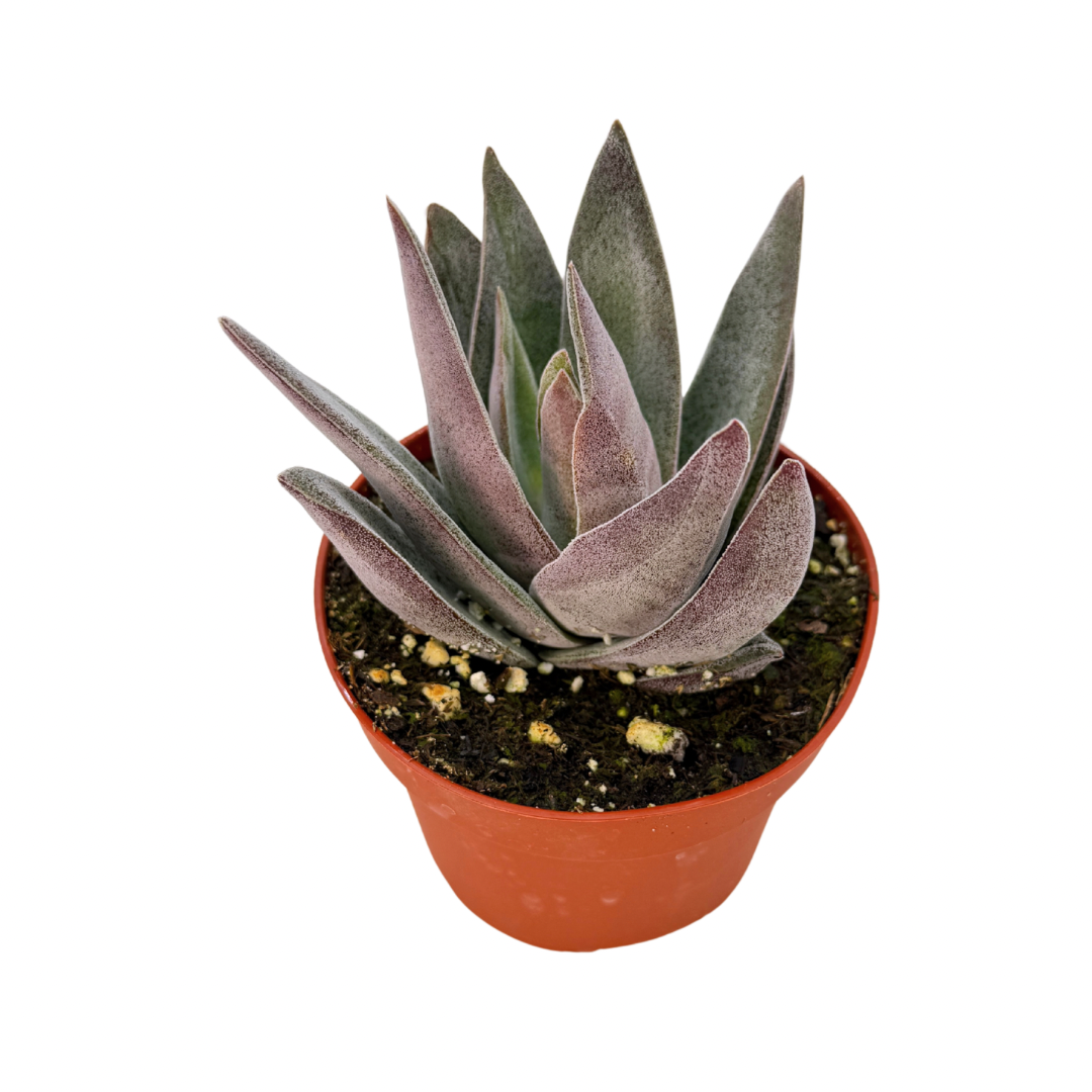 Crassula Garnet Lotus 4 Inch