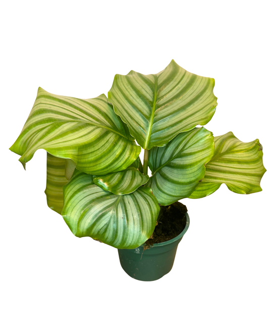 4" Calathea Orbifolia – Wholesale Live Plant
