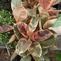 Ficus Ruby Bush-10in - Glass Garden Studio