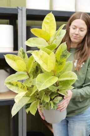 Ficus Shriveana Bush (Camo) -10in - Glass Garden Studio