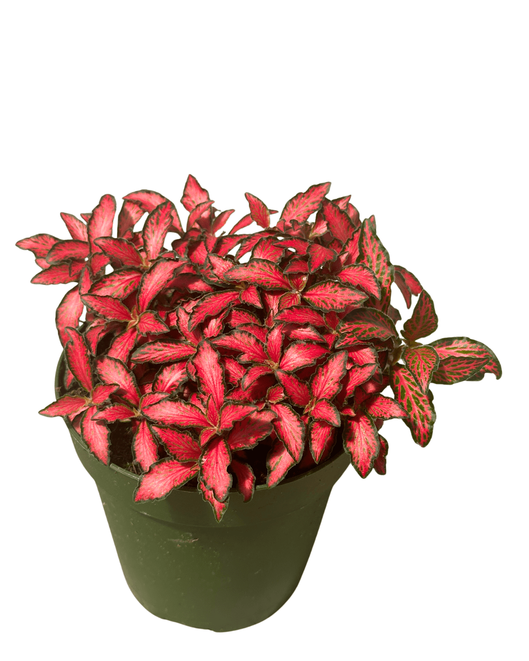 Fittonia Red 4in - Glass Garden Studio