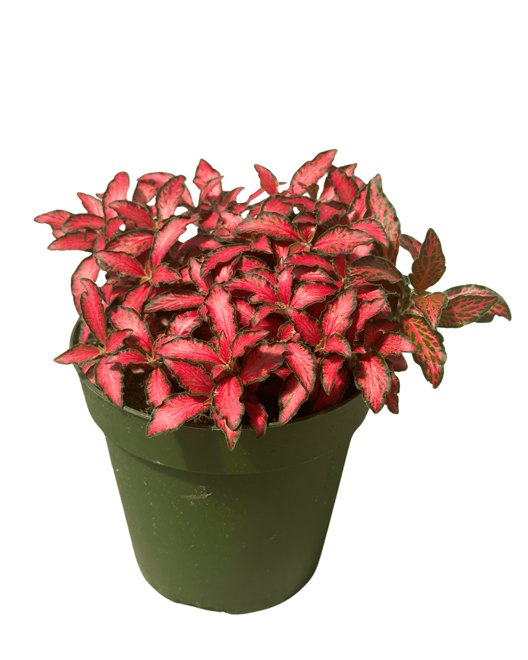Fittonia Red 4in - Glass Garden Studio