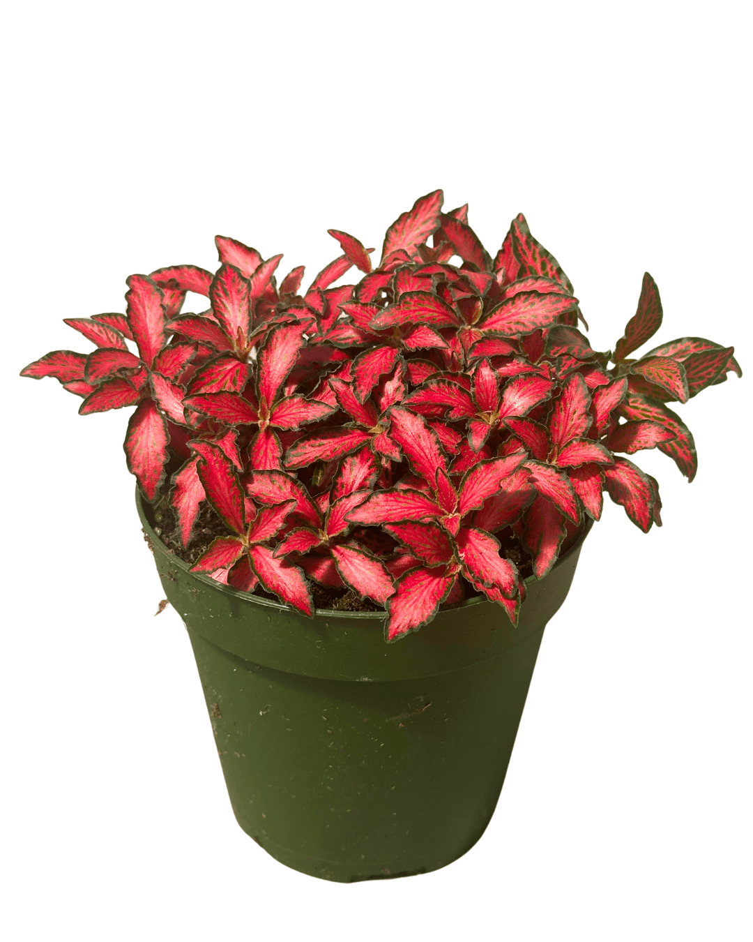 Fittonia Red 4in - Glass Garden Studio