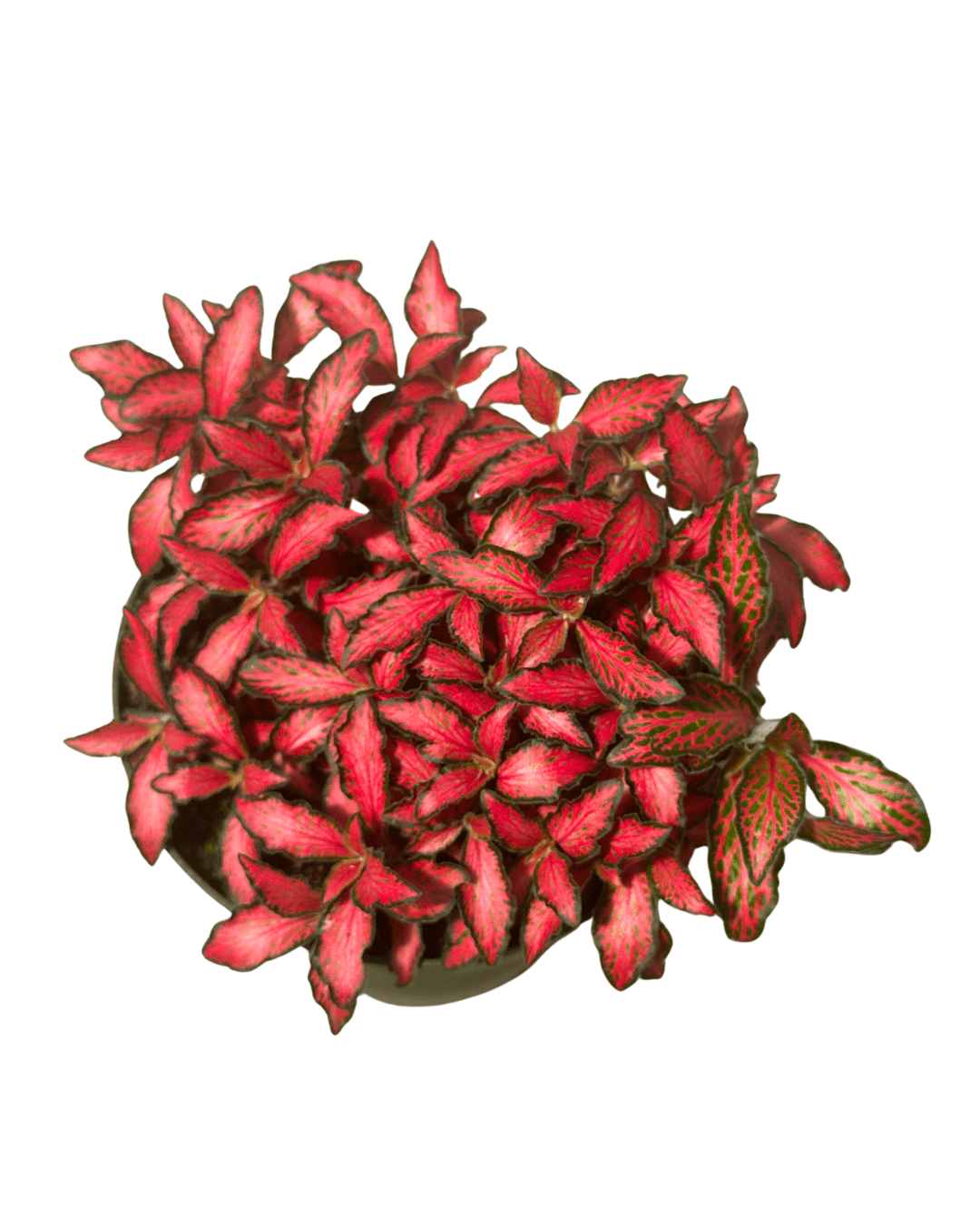 Fittonia Red 4in - Glass Garden Studio