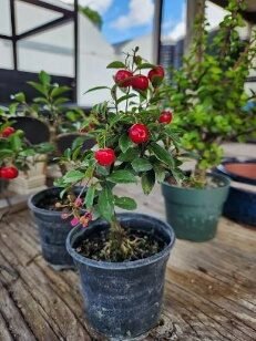 Fruit Barbados Cherry 4in - Glass Garden Studio