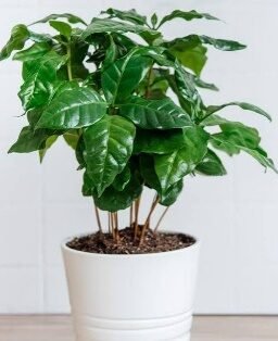 Fruit Coffee-4in - Glass Garden Studio
