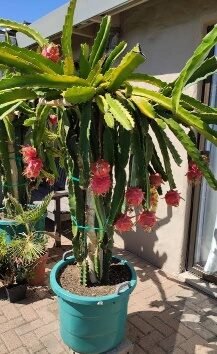 Fruit Dragon Fruit - Glass Garden Studio
