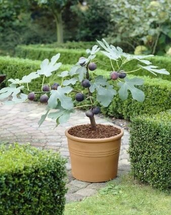 Fruit Fig-4in - Glass Garden Studio