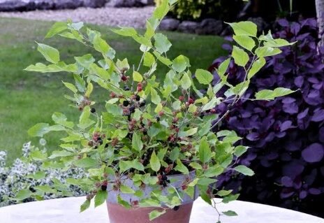Fruit Mulberry 4in - Glass Garden Studio