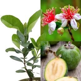 Fruit Pineapple Guava 4in - Glass Garden Studio