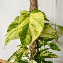 Pothos Golden  4in