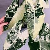 Alocasia Frydek Variegated 4in
