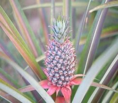 Fruit Pineapple Anna-5in