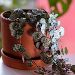 String of Hearts