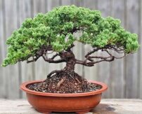 bonsai Juniper 4in