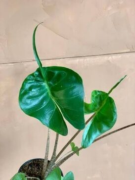 Alocasia Stingray  6in