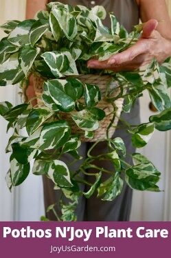 Pothos N Joy (white/edges) 6in