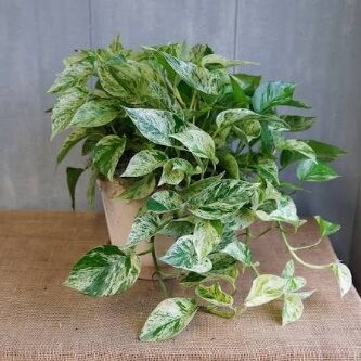 Pothos Marble Queen  4in