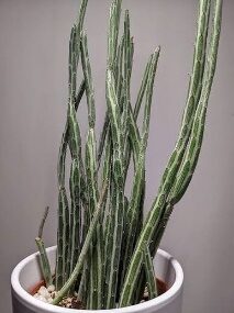 Cactus Pickle plant-4in