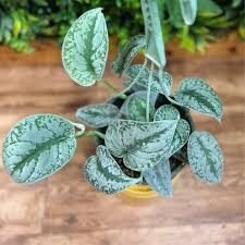 Hanging Plants Scindapsus Silver Satin