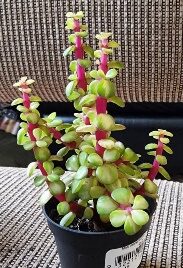 Succ Elephant  Bush Kaleidoscope 2.5in